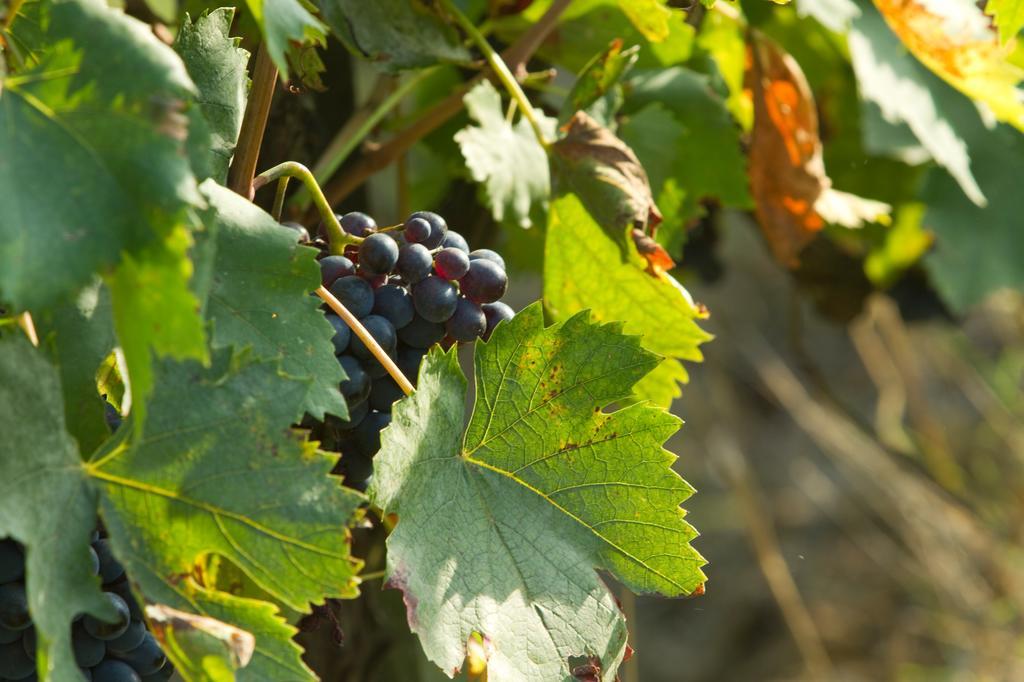 Podere San Lorenzo Terranuova Bracciolini Zewnętrze zdjęcie